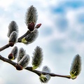 frhling-im-garten 51066279463 o
