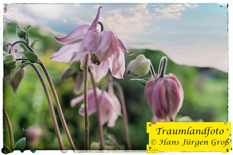frhling-im-garten_51189496874_o.jpg