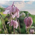 frhling-im-garten 51189496874 o