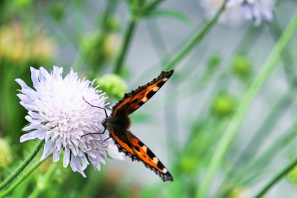 sptfrhling-im-garten 51261221328 o