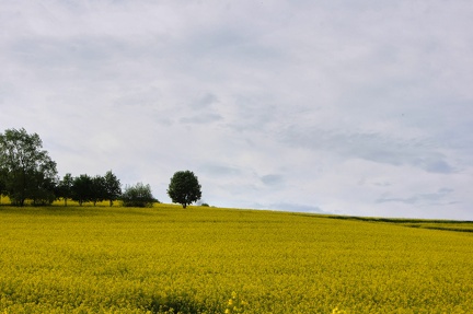 DSC00216-1