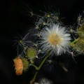 DSC00802-01