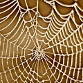 spinnennetz 20168165796 o-1