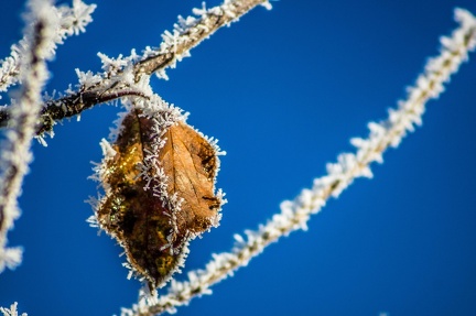 frostige-natur 31386727761 o