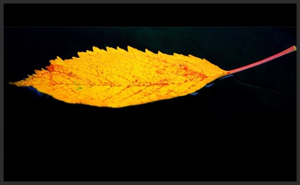 herbstlaub 30686282871 o