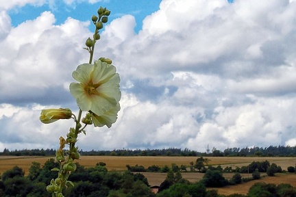 in-meinem-garten 28644758350 o