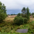 lneburger-heide 30199139592 o