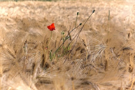 06-04