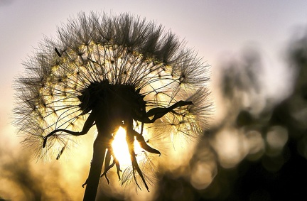 abend-im-garten 49800514146 o