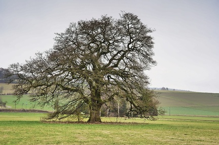 alter-baum 49448082763 o