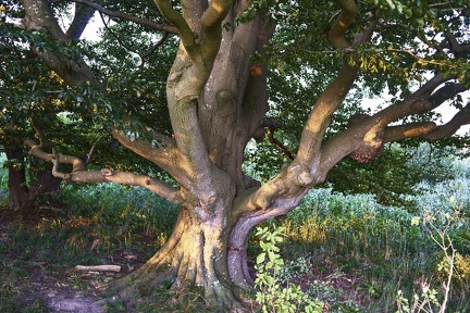 alter-baum 50543272497 o