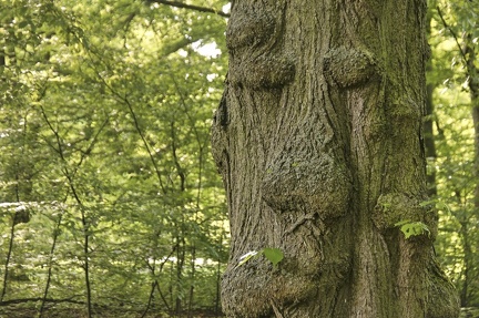 baumgeist 49894781411 o