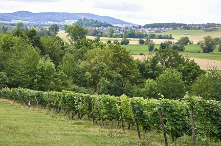 bddiger-berg-nrdlichster-weinberg-hessens 5025