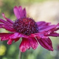 in-meinem-garten 50000984847 o