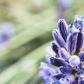 lavendel 50150361493 o