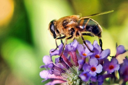 ruheplatz 52342635490 o