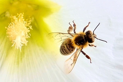 september-traum 52328797075 o