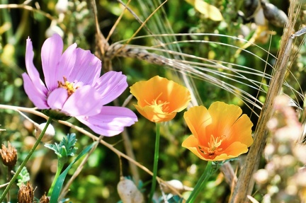 sommerfeld 52299904882 o