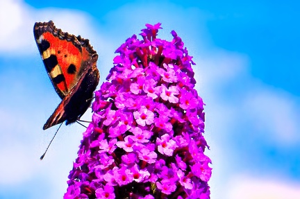 sptsommer 52304013455 o