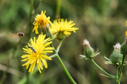 summer-wildlife 52173560726 o