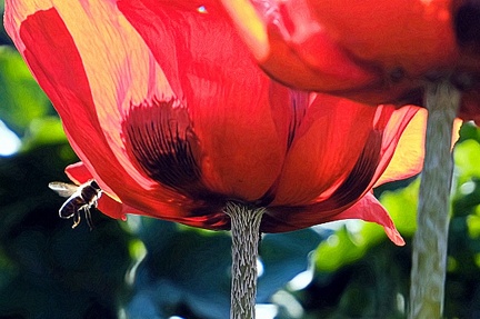 sptfrhling 52100015916 o