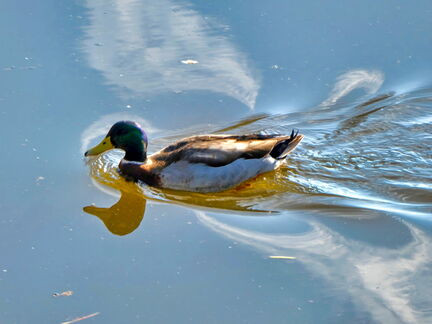 2025-03-07-P1000306-1-V2