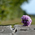 P1002145-V2-V2